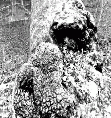 Siechtum (GER-2) : Hinab